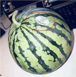 网红柴瓜怎么吃,解锁美味新境界